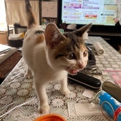三毛猫メス3〜 4か月里親募集 − 宮城県