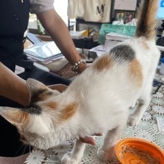 三毛猫メス3〜 4か月里親募集 - 猫