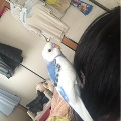 インコが脱走しました