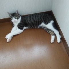 なるべく至急に良い里親様探してます。凄く人懐こいくて可愛いキキち...