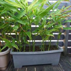 ミョウガ　茗荷　苗　鉢植えの画像