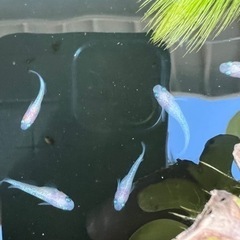 王華　成魚　白勝ち　めだか
