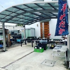 9月11日(日)めだか販売