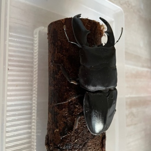 スマトラオオヒラタRS血統　アチェ産