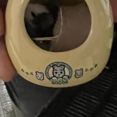 パンダマウス1歳くらい