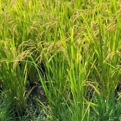 令和4年度産　コシヒカリ30kg