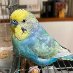 セキセイインコ探しています