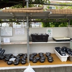 メダカの無人販売所　　次回18日