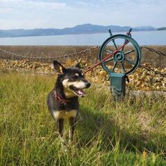 飼育放棄です　幸せにして下さい - 犬