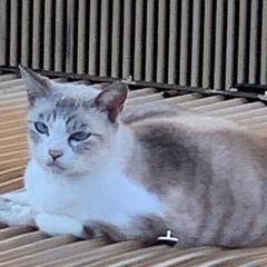 シャム系 ブルーの瞳　避妊手術済さくら猫