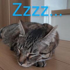 猫の困り事ありますか？