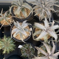 ディッキア dyckia 中株 どれでも1,500円
