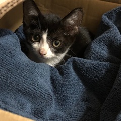 元気な子猫ちゃんです（里親募集）