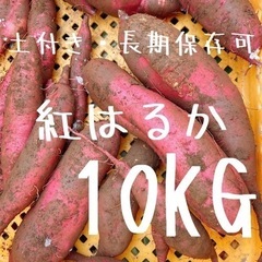 紅はるか 10kg 土付き 焼き芋 干し芋 さつまいも 