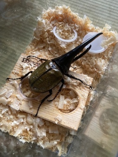 ヘラクレスオオカブト成虫