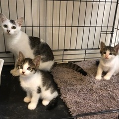 1ヶ月半の3兄弟とママ猫ちゃん