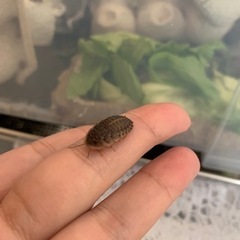 デュビア
