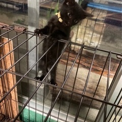 子猫4匹里親募集！！！ - 猫