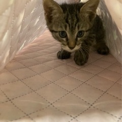 子猫4匹里親募集！！！ − 沖縄県