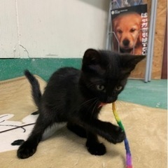 子猫4匹里親募集！！！ - 里親募集