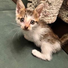里親さん決まりました！ありがとうございました！