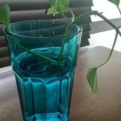 観葉植物　の画像