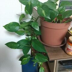 観葉植物　の画像