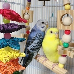 セキセイインコ☆２歳