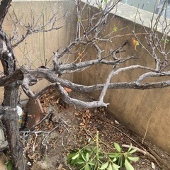 木の枝や枯れ木、土など　植木鉢などの画像