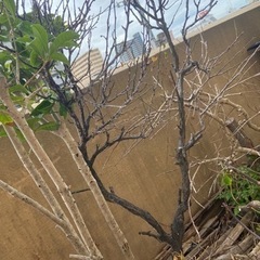木の枝や枯れ木、土など　植木鉢などの画像