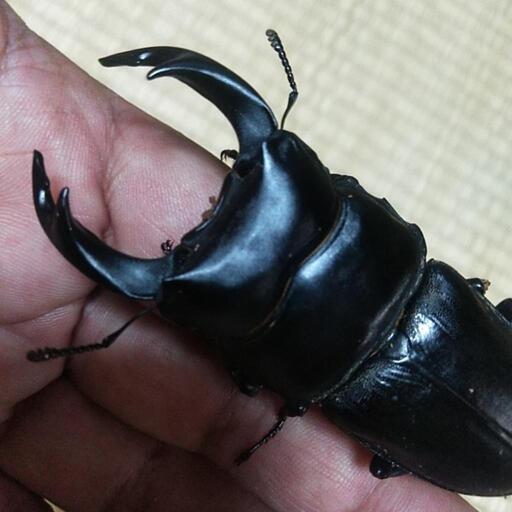 オオクワガタペア成虫