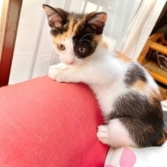 里親さん、決まりました。たくさんのお問い合わせ、ありがとうござい...