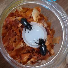 ヒラタクワガタペア