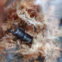 ヒラタクワガタペアの画像