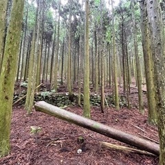随時受付中！鹿児島狩猟体験（鹿笛を使ったコール猟体験あり） − 鹿児島県