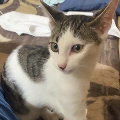 サバトラ  オス猫
