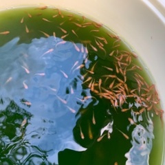 改良メダカ　初心者向け