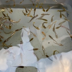 改良メダカ　初心者向けの画像