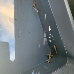 改良メダカ　初心者向けの画像