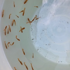 改良メダカ　初心者向けの画像