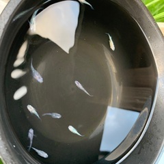 改良メダカ　初心者向けの画像
