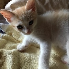 保護猫ちゃん、里親様のお願いです♪