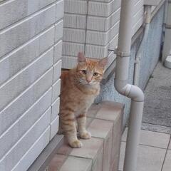 【お礼】しまなみ海道　茶トラ♂幸せを呼ぶカギしっぽ　　