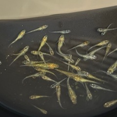 夜桜　メダカ　幼魚