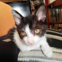 キュートな子猫を貰ってください