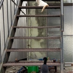 会社で産まれた猫です、