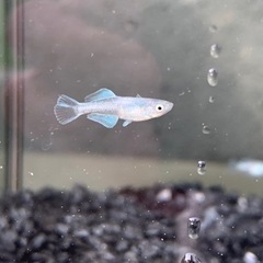 【現物出品】エメラルドフィンマリアージュ ヒカリ体型 若魚 10匹
