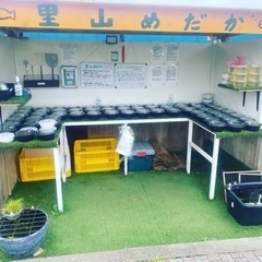 里山めだか無人販売所　9月11日　出品情報　