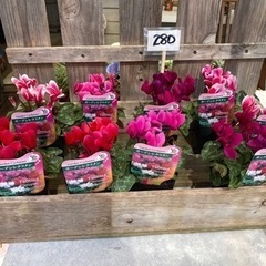 ガ一デンシクラメン入荷