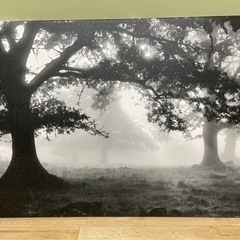 IKEA アート　ファブリックパネル森に差し込む光 PJATTERYD アート(イケア)  の画像